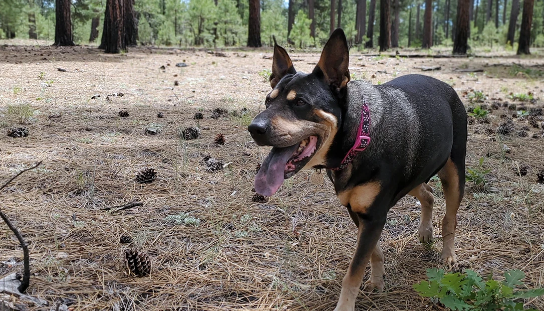 a four legged friend