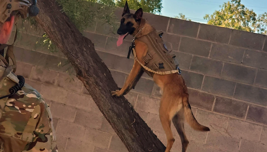 a certified fur missle