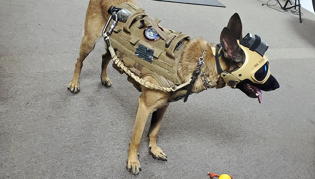 Dog safety starts with proper training