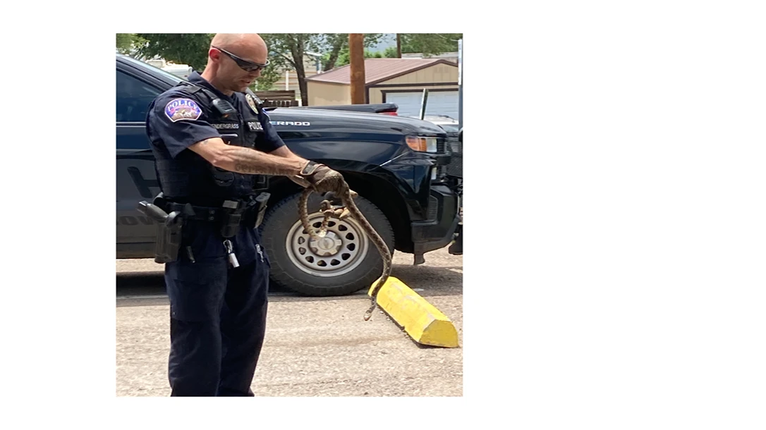 A deputy wrangling a snake