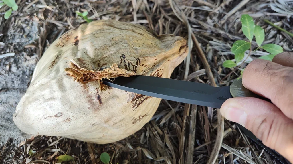 The fibrous material of a coconut was no match for the Toor Knives TKOR-4.5 SERE knife.