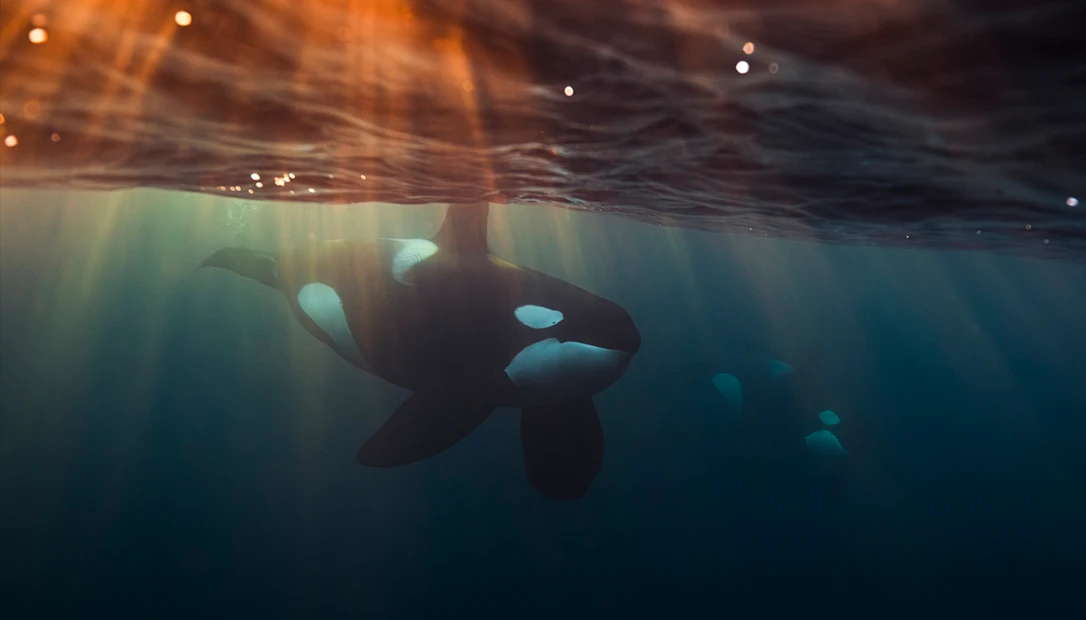 a killer whale attacks in this movie