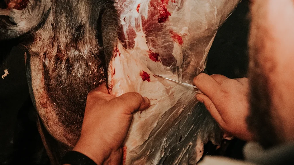The Grayson Jennings Slipjoint was cutting meat and membrane with bits of sand and dirt in the hair.