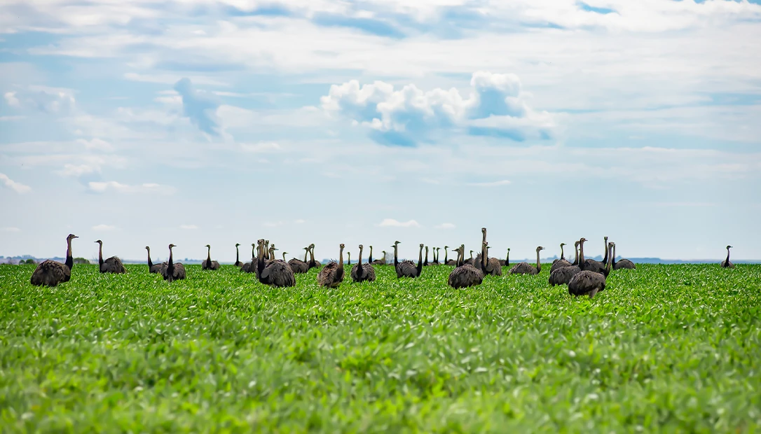 wild emus running across the Australian countryside
