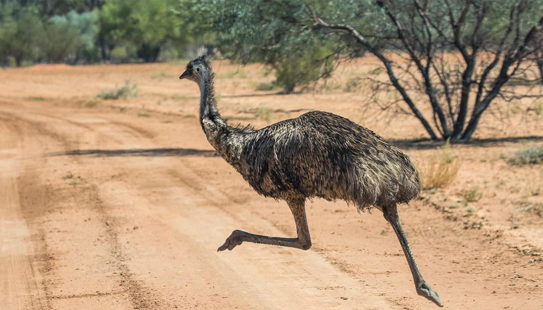 emu crossing the road