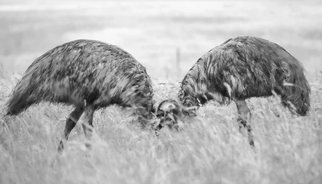 Austrailian Emu war