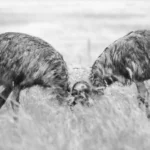 Austrailian Emu war